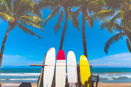 Many surfboards beside coconut trees at summer beach with sun light and blue sky background.の写真素材
