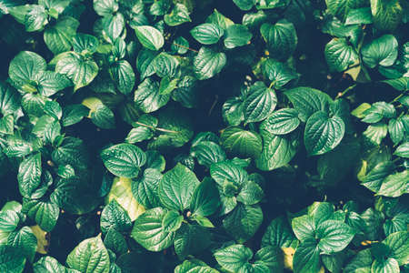 Selective focus closed up tropical summer green leaf dark tone backgroundの写真素材