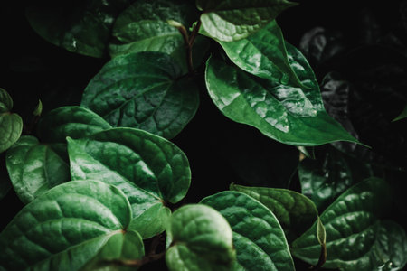 Selective focus closed up tropical summer green leaf dark tone background