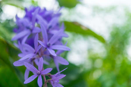 Selective focus of colorful beautiful flower on nature green bokeh  background.の写真素材