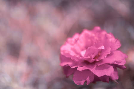 Selective focus of colorful beautiful flower on nature green bokeh  background.の写真素材