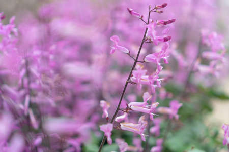 Selective focus on lavender flower with sunlight garden field background.の写真素材