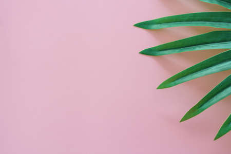 Top view of green nature tropical leaf on pastel color vintage style tone abstract background with copy spaceの写真素材
