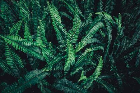 Selective focus closed up tropical plant leaf background with dark color tone.