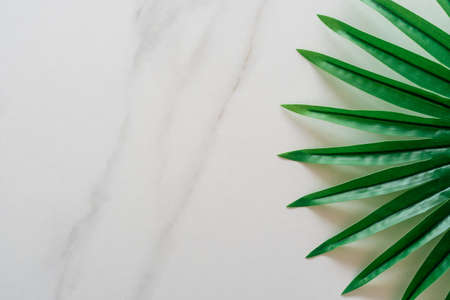 Top view of white tone marble texture abstract background with green natural leaf as frame decoration.の写真素材
