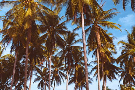 Tropical palm coconut trees on sunset sky flare and bokeh nature background.の写真素材