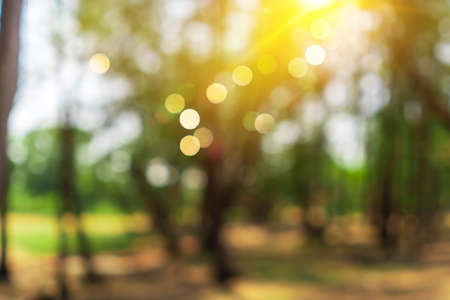 Blur nature bokeh green park by beach and tropical coconut trees in sunset time.の写真素材