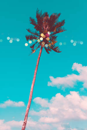 Tropical palm coconut trees on sunset sky flare and bokeh nature background.の写真素材