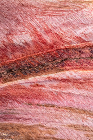 Abstract new wood texture background fresh cut from big tree.の写真素材