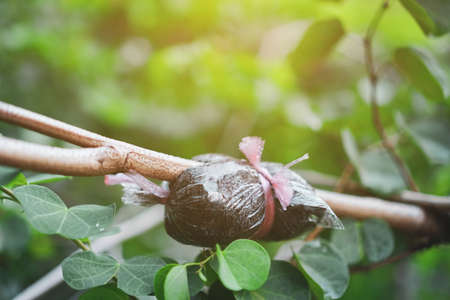 Closed up of method to graft plant or tree to grow faster background.の写真素材