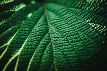 Selective focus closed up tropical summer green leaf dark tone backgroundの写真素材