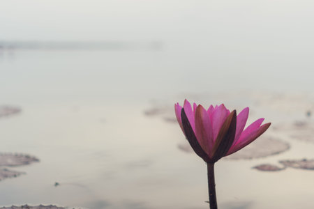 Selective focus of beautiful colorful flowers lotus in pond with summer bokeh background.vintage color style.の写真素材