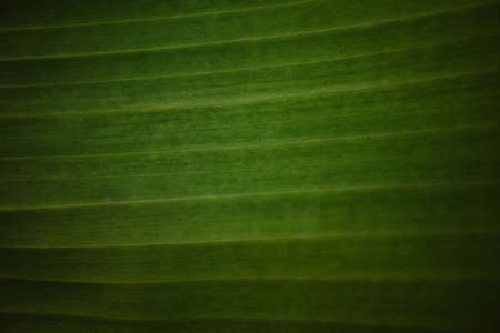 Closed up banana leaf texture abstract background.の写真素材