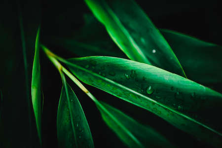Selective focus closed up tropical summer green leaf background with sunlight.の写真素材