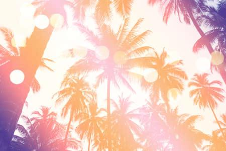 Tropical palm coconut trees on sunset sky flare and bokeh nature colorful fun background.の写真素材