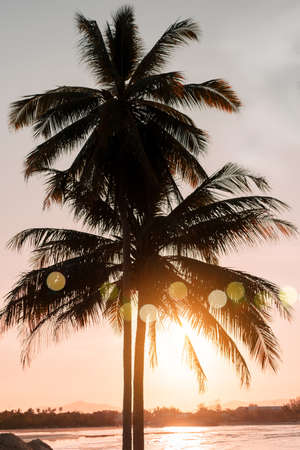 Tropical nature clean beach and white sand in summer with palm tree leaf sun light blue sky and bokeh abstract  background.の写真素材