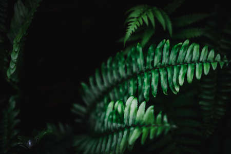 Selective focus closed up tropical summer green leaf background with sunlight.の写真素材