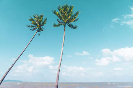 Tropical palm coconut trees on sunset sky flare and bokeh nature background.の写真素材