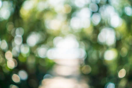 Green nature forest  tropical wood with sunlight bokeh abstract background.の写真素材