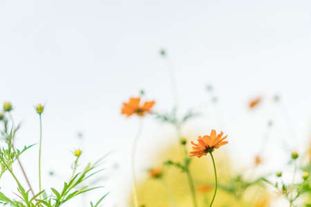 Brown white sand dune with copyspace blue sky background.の写真素材