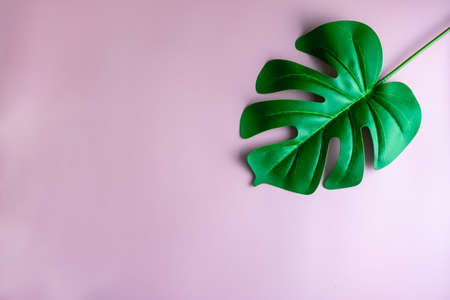 Top view of green nature tropical leaf on pink pastel vintage style tone abstract background with copy space.の写真素材