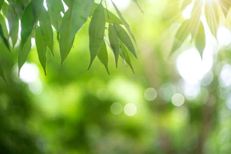 Tropical nature clean beach and white sand in summer with palm tree leaf sun light blue sky and bokeh abstract  background.の写真素材