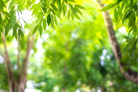 Blur nature bokeh green park many trees in sunset time with flare light background.の写真素材
