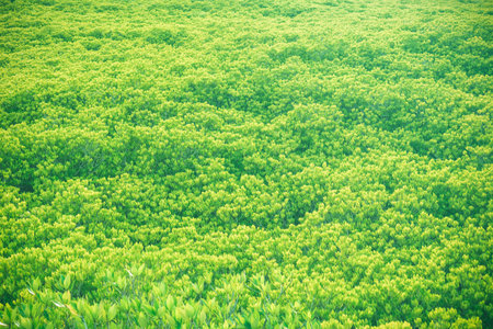Green nature Mangroves field beautiful background.