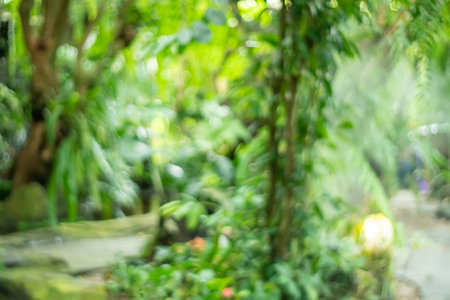 Blur nature bokeh green garden with tropical leaf copy space background.