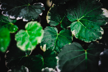 Selective focus closed up tropical summer green leaf dark tone background