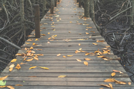 Wooden bridge to nature walk way into the jungle background.