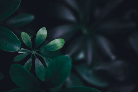 Selective focus closed up tropical summer green leaf background with sunlight.の写真素材