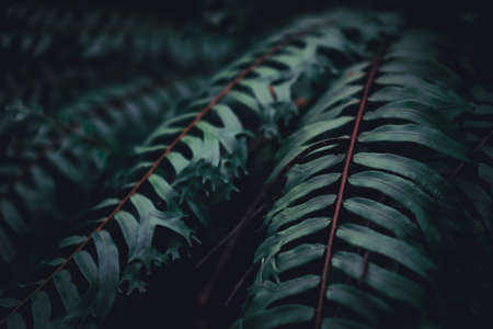 Selective focus closed up tropical summer green leaf background with sunlight.の写真素材