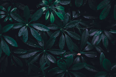Selective focus closed up tropical summer green leaf background with sunlight.の写真素材