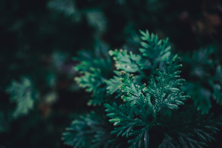 Selective focus closed up tropical summer green leaf background with sunlight.