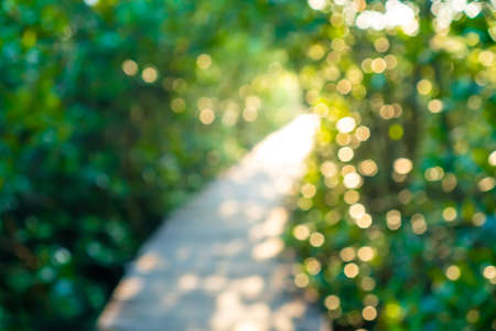 Green nature forest  tropical wood with sunlight bokeh abstract background.の写真素材