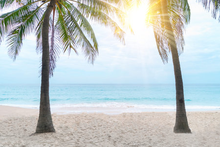 tropical palms tree at summer beach with blue sky and sun light background.