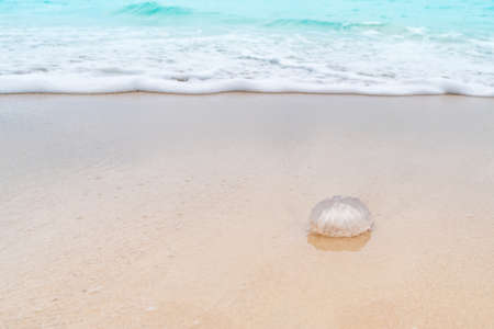 Jellyfish animal on sand summer blue sea  tropical beach background.の写真素材