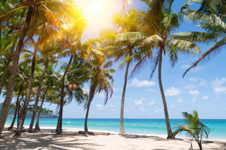 Tropical nature clean beach and white sand in summer with palm tree leaf sun light blue sky and...