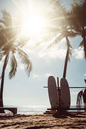 Surfboards beside coconut trees at summer beach with sun light.の写真素材