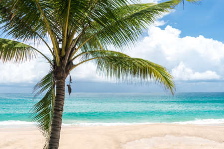 Tropical coconut tree at beach and white sand in summer season with sun light blue sky background.の写真素材