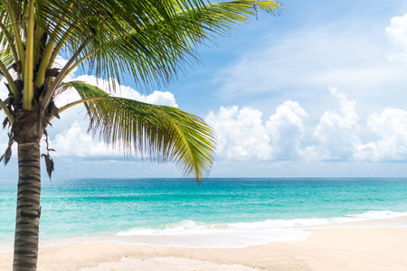 Tropical coconut tree at beach and white sand in summer season with sun light blue sky background.