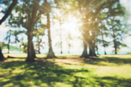 Blur nature bokeh green park by beach and tropical coconut trees in sunset time.の写真素材