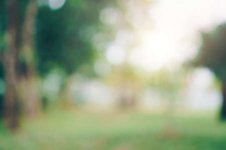 Blur nature bokeh green park by beach and tropical coconut trees in sunset time.の写真素材