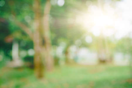 Blur nature bokeh green park by beach and tropical coconut trees in sunset time.の写真素材