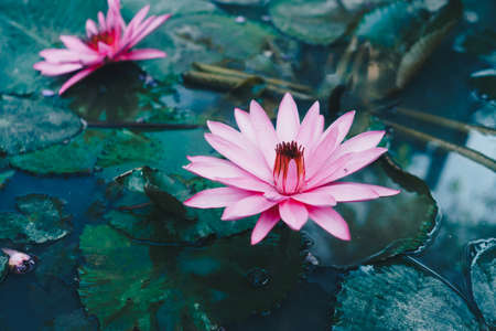 Selective pink lotus in pond in morning at park nature background.の写真素材