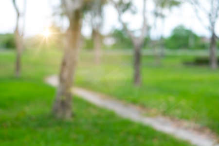 Blur nature bokeh green park by beach and tropical coconut trees in sunset time.の写真素材