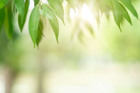 Green toned blurred nature bokeh public park with several trees backgound.の写真素材