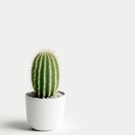 Minimal cactus on white background with copy space. Graphic design illustration.の写真素材