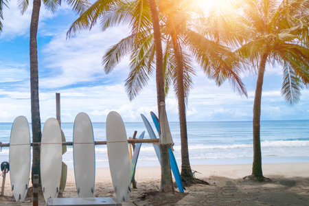 Surfboards beside coconut trees at summer beach with sun light and blue sky background.の写真素材